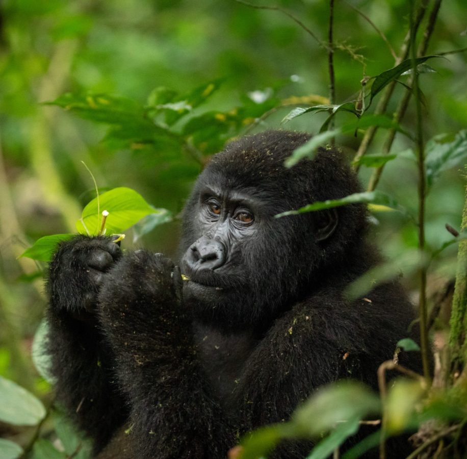 Bwindi National Park