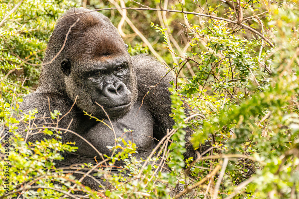 Gorilla trekking in Bwindi